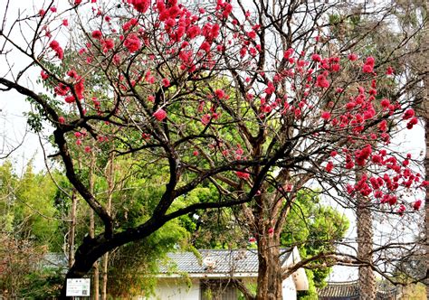 【广西新闻网】：西大林学院有棵“阴阳树” 一边是红花一边是绿叶-广西大学