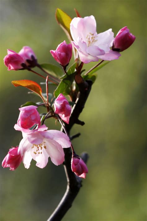 垂丝海棠什么时候开花 花期在几月份-长景园林网