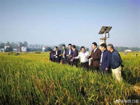 亩产1365公斤！袁隆平团队长江中游双季稻产量创新高_荔枝网新闻