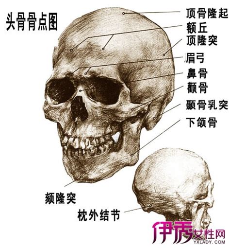 人类骨头骨架骷髅3D模型效果图，STL格式|三维|人物/生物|丁萍3D建模设计师 - 原创作品 - 站酷 (ZCOOL)
