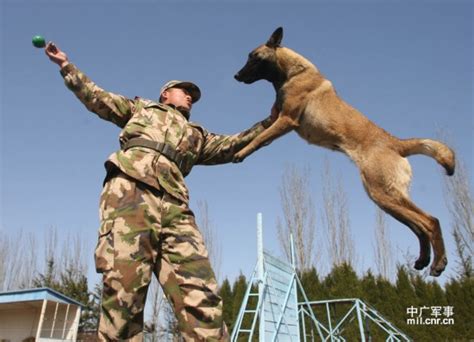 动物小狗成人K9警犬与白天值班的警官K9犬和执勤的官一起高清图片下载-正版图片307880031-摄图网
