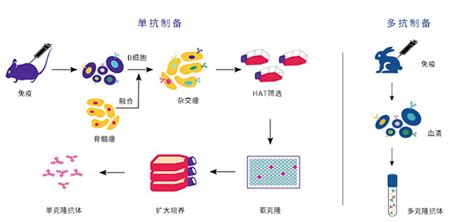单抗和多抗有什么区别-选择单抗还是多抗-抗体应用-南京铭研生物