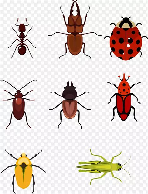 甲虫手绘昆虫PNG图片素材下载_图片编号217001-PNG素材网