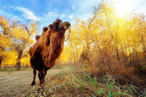 骆驼图片-沙漠骆驼素材-高清图片-摄影照片-寻图免费打包下载