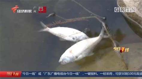 公园水池漂出大量死鱼，竟是被“淹死”的