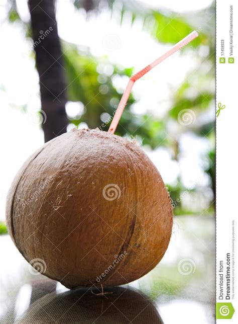 Coconut stock image. Image of fruit, sunny, summer, coast - 17459323