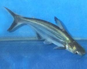 科学网—观赏鱼-虎头鲨（Pangasius sutchi） - 栗原博的博文
