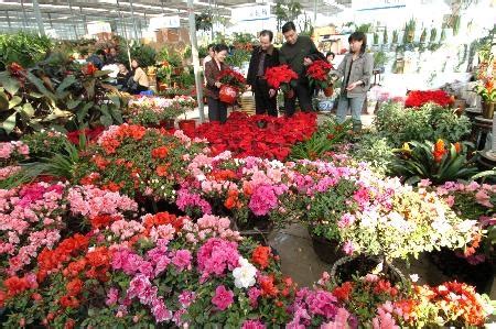 5种便宜花卉，越养越值钱-行业新闻-中国花木网