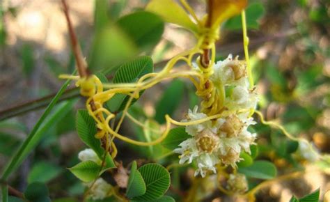 菟丝子Cuscuta chinensis-花卉图片网