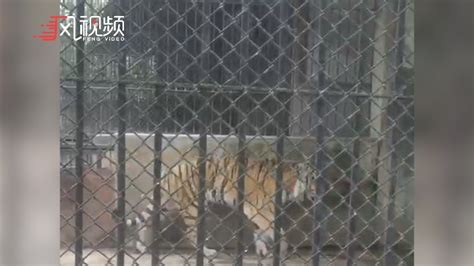 安徽蚌埠一动物园饲养员遭老虎袭击不幸遇难，已饲养老虎近20年_凤凰网视频_凤凰网
