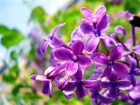 紫色丁香花图片 高清图片下载-找素材网