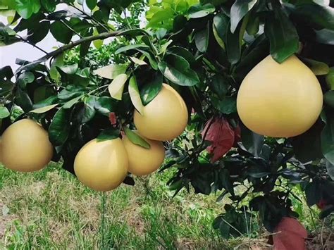 今天，“中华第一柚”玉环文旦全面采摘上市！