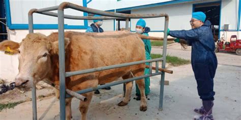 如何提高肉牛的养殖收益，数字化养殖模式少不了-深圳市中恒国科信息技术有限公司