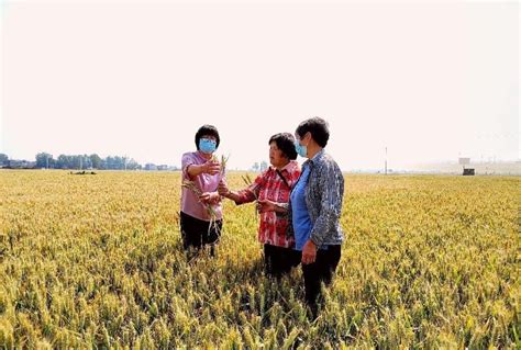 河南麦收新图景丨预计亩产920多斤，开封杞县小麦丰收在望-大河新闻