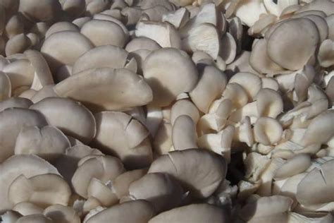 凤尾菇的种植要求条件，不同时期对营养成分需求不同 - 农敢网