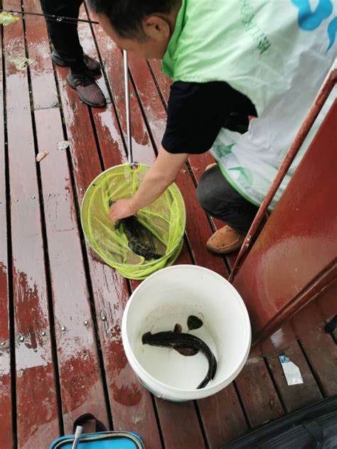 2斤左右的黑鱼轻松用杀鱼机去鱼鳞开肚-杭州旭众机械设备有限公司