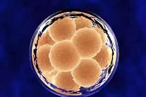 怀孕40天怎样看胚胎质量？