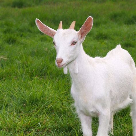 欧洲有一种多角羊，雅各伯四角羊外形很奇特，却是很普通的家畜|角|家畜|羊角_新浪新闻