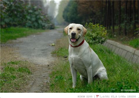 正宗拉布拉多犬图片,纯种拉布拉多犬图片,巨型拉布拉多犬图片_大山谷图库