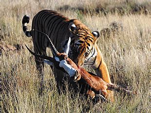 剑齿虎是如何捕猎的，长有一对大长牙，有人认为是食草类的动物？