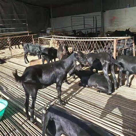 活白山羊价格报价一斤专业养殖现货价 全国-食品商务网