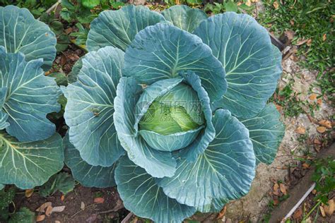 菜园里的新鲜白菜头甘蓝食品健康概念高清图片下载-正版图片506721899-摄图网