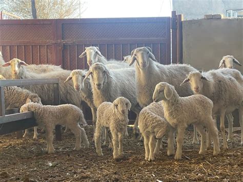 新疆焉耆：多胎羊“羊”起致富帆