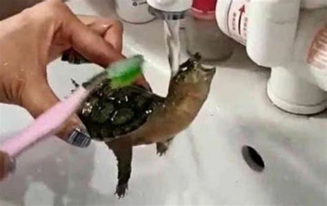 巴西龟是这样产卵的，下一秒意外发生了，镜头拍下全过程！_腾讯视频