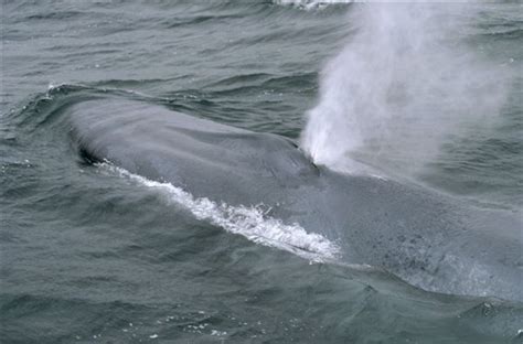 蓝鲸自述蓝鲸-蓝鲸的自述150字