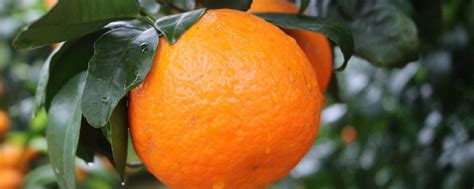 沃柑好吃吗？沃柑是橙还是橘？_综合知识_食品常识_食品科技网