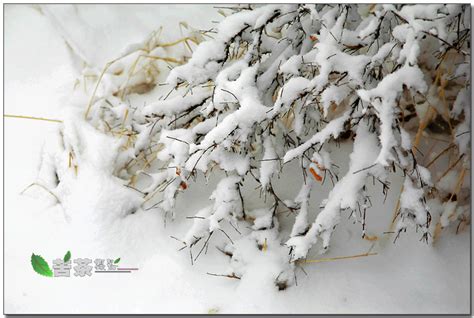 【穿树飞花四月雪摄影图片】甘肃省玉门市生态摄影_太平洋电脑网摄影部落
