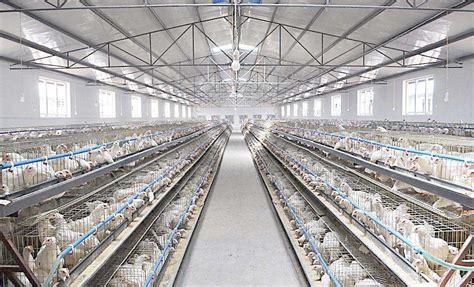 河北蛋鸡笼自动化养鸡笼 河南小龙人农牧机械设备供应_易龙商务网