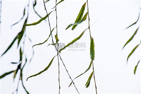 冬天的柳叶高清图片下载-正版图片500224444-摄图网