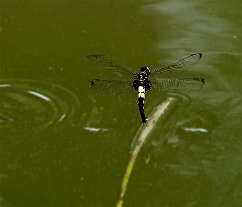 为什么蜻蜓要点水？ - 知乎