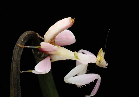 兰花螳螂----中国科学院西双版纳热带植物园