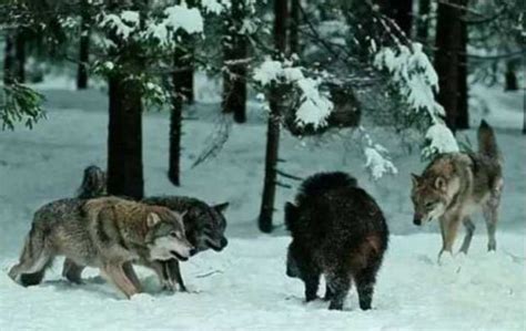 大自然野生动物狼有气势的野狼群狼嚎叫嘶吼狼群打架图片下载 - 觅知网
