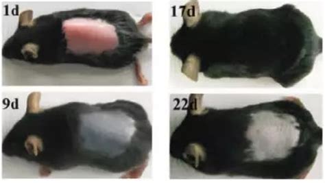 一种侵袭性淋巴瘤小鼠模型的制备及应用的制作方法