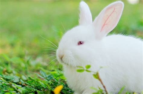 兔子昵称简短好听：大白兔奶糖（个个可爱无敌）—大吉屋起名