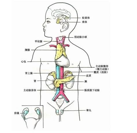 内分泌系统解剖学-人体解剖图,_医学图库