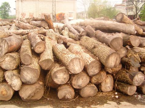 樟木的种类及樟木家具的优缺点分析【批木网】 - 木材专题 - 批木网