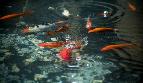 小鱼在水里快乐的游来游去_腾讯视频