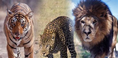 虎与豹的体型对比图，真不是一个量级的|花豹|体型|雌虎_新浪新闻