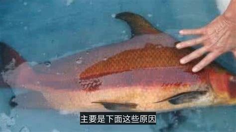 人称“淡水美人鱼”,一斤卖50元,野生不断减少,今只能靠养殖_凤凰网视频_凤凰网