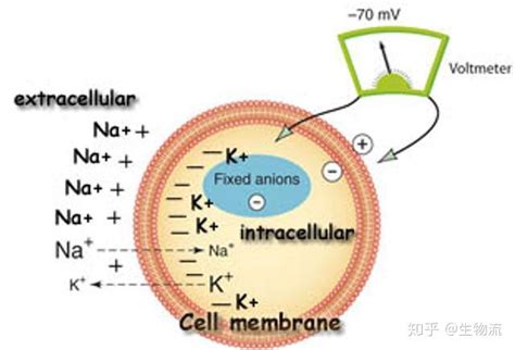 细胞膜蛋白的特点和作用 细胞膜蛋白及其功能_伊秀经验