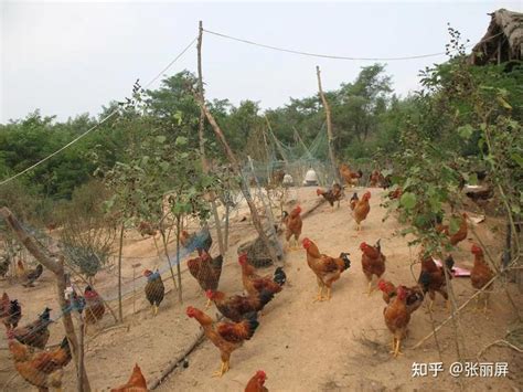 一家养鸡场的商业实践：循环农业+农旅结合（附案例剖析）|养殖业|产业链|田瑞_新浪网