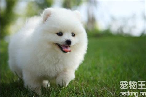 2023白色博美犬价格表参考，多少钱一只看品相-宠物主人