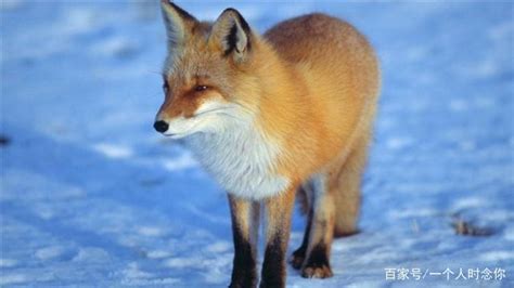 狐狸“跳雪”见过没？腾空跃起一米高，一头扎进雪地