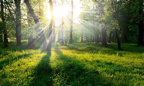 阳光下的小树林图片素材-正版创意图片500171364-摄图网