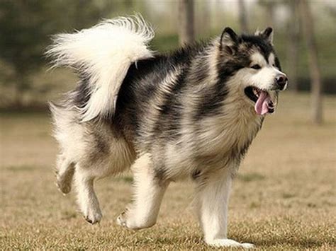 世界最大的阿拉斯加犬,大型阿拉斯加犬,阿拉斯加犬的脾气_大山谷图库