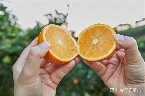 麻阳冰糖橙图片_水果洽购网